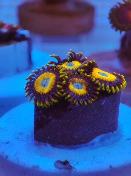 Zoa uova strapazzate