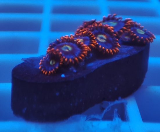 Zoas alfa ed omega