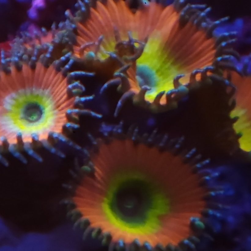 Zoas