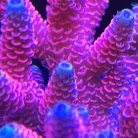 Small polyp stony