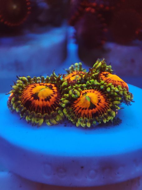 Zoas Rainbow Incinerators 