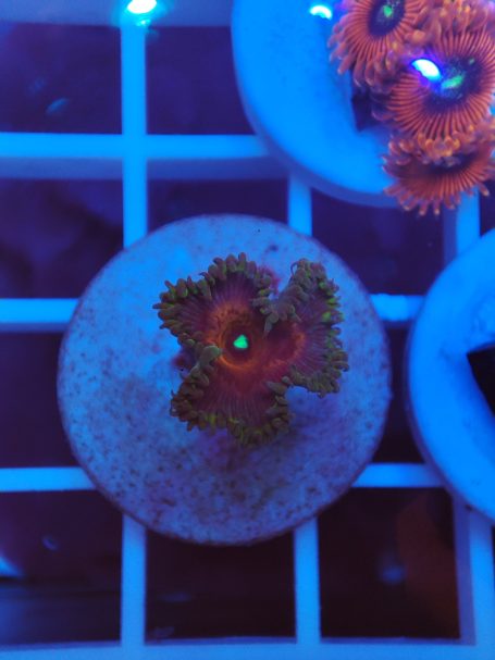 Zoas Capitan America 